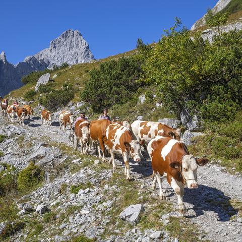Krave