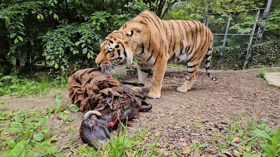 Prehranjevanje živali | Avtor: ZOO Ljubljana