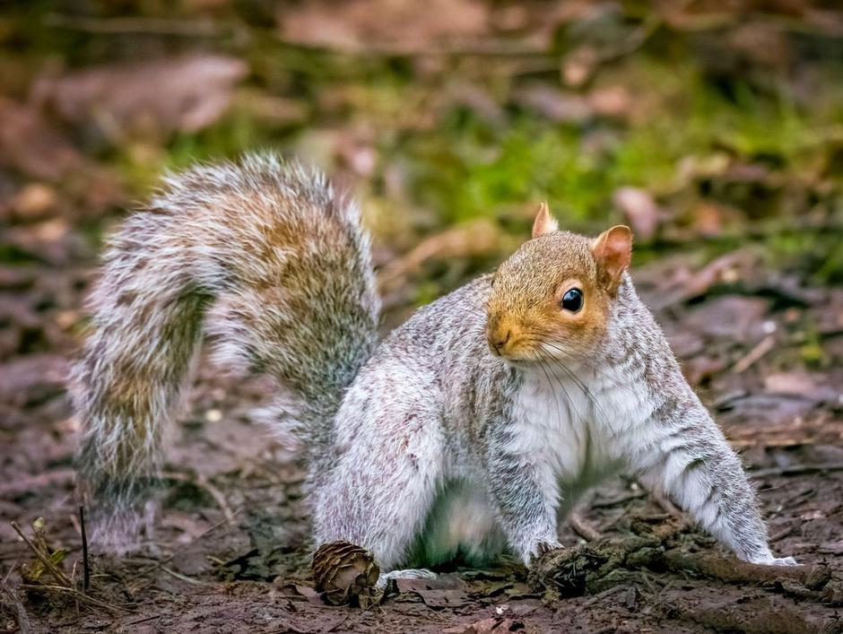 Siva veverica | Avtor: Profimedia