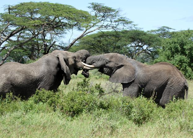 Afriški gozdni slon