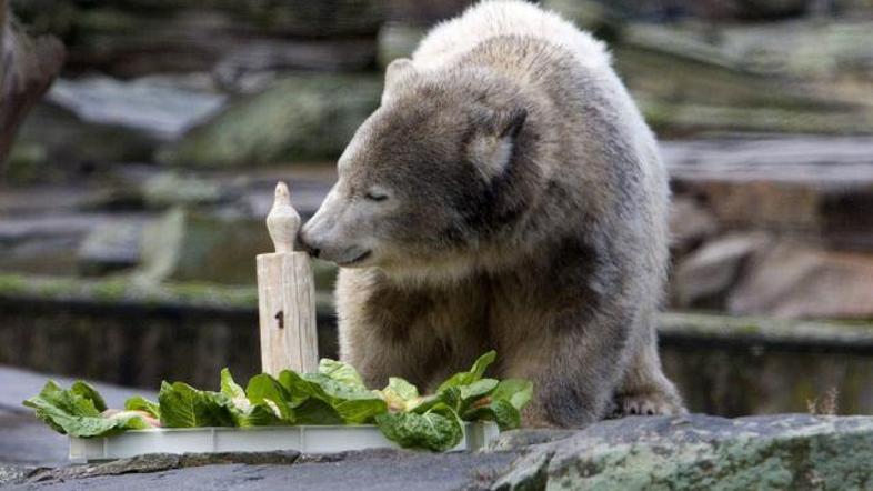 Knut je osvojil mnoga srca, postal pa je tudi prava medijska atrakcija. Upihnil 