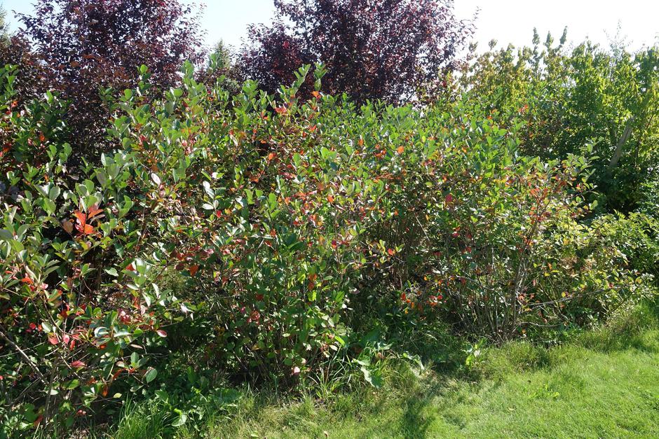 aronija | Avtor: Profimedia