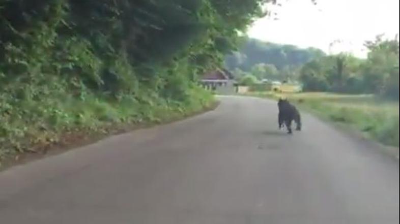 Medved v Vnanjih Goricah