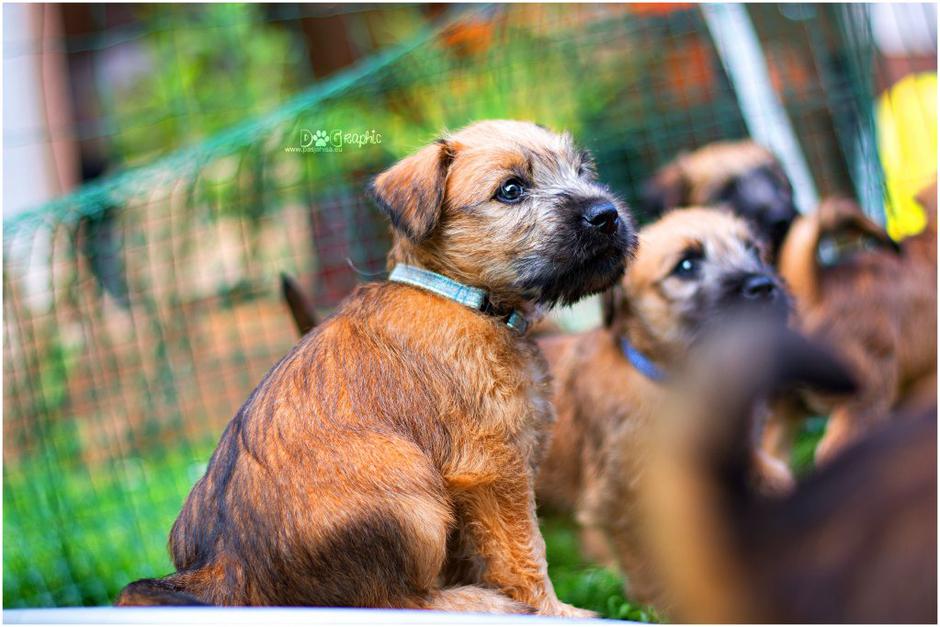 Irski mehkodlaki pšenični terier | Avtor: Katja Vogrinec