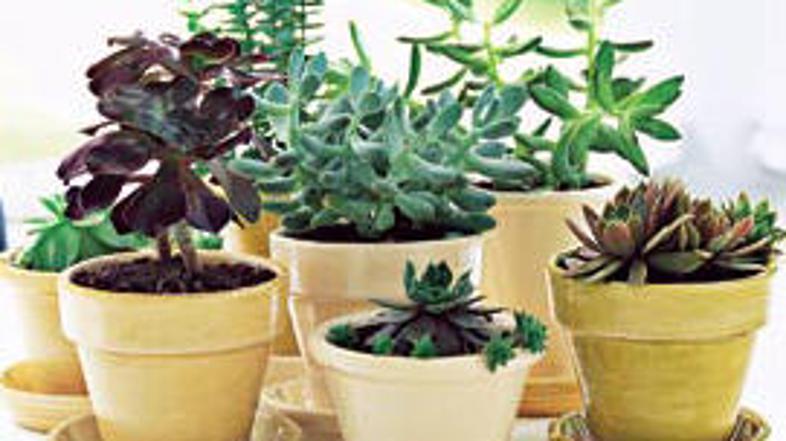 (Foto: Shutterstock)